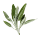 Sage